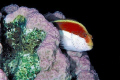   Falcon Fish  